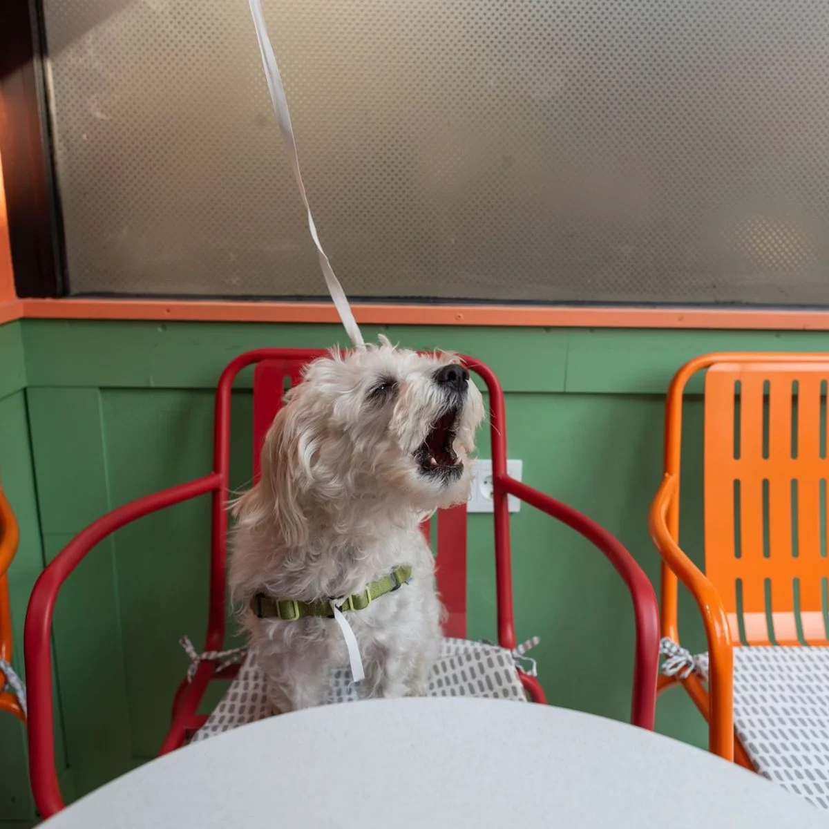 Puppuccino