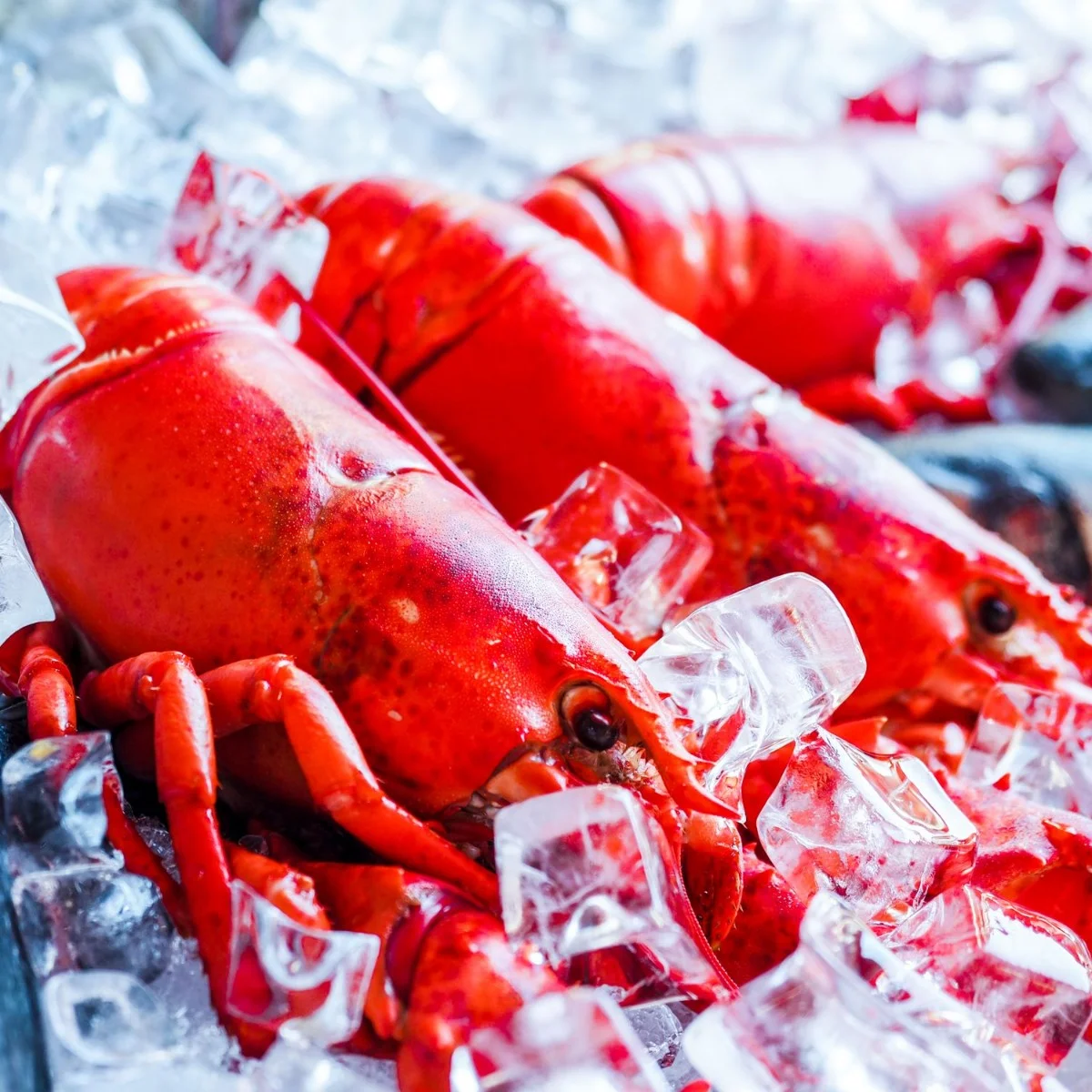 Blue lobster