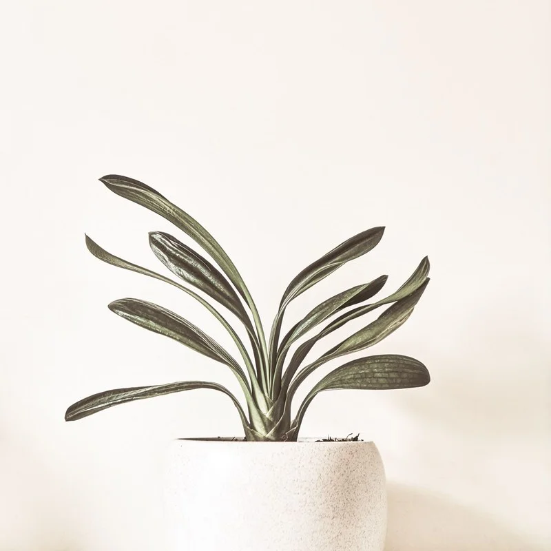 “Thil” plant + pot